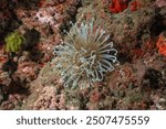 Tube Anemones (Cerianthus membranaceus) Granada, Spain