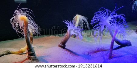 tube anemones in a tank at the two oceans aquarium in cape town