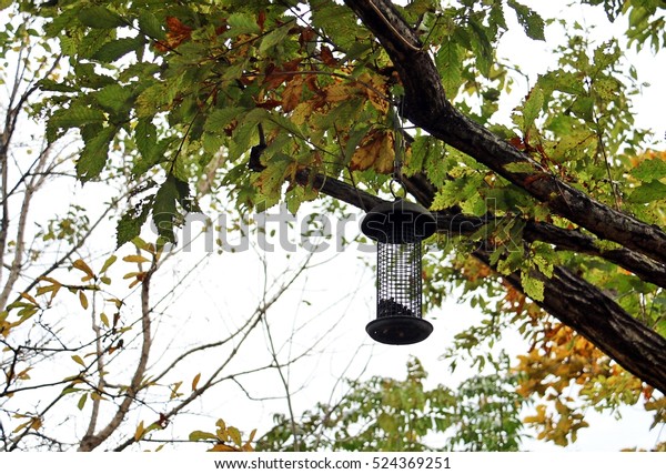 Tube Bird Feeder Hanging On Tree Stock Photo Edit Now 524369251