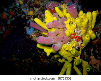 Download Sponge Tubes High Res Stock Images Shutterstock