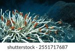 Tube worms, Giant Tube Worm in Hydrothermal Vents deep sea exploration, Riftia pachyptila Arctic hydrothermal vent