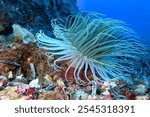 Tube-dwelling Anemone, Ceriantharia, Cerianthus membranaceus, Cabo Cope-Puntas del Calnegre Natural Park, Mediterranean Sea, Murcia, Spain, Europe