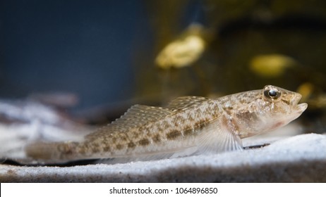 Tubenose Goby (Proterorhinus Semilunaris) Juvenile Freshwater Fish, Caught In Southern Bug River, In Biotope Aquarium