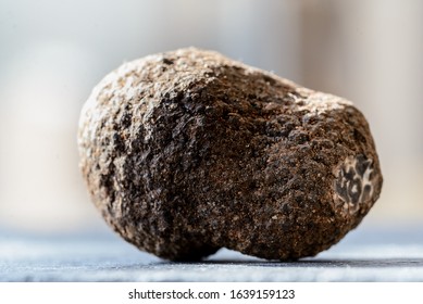 Tuber Melanosporum, Called The Black Truffle, Périgord Truffle Or French Black Truffle, Is A Species Of Truffle Native To Southern Europe. It Is One Of The Most Expensive Edible Mushrooms In The World