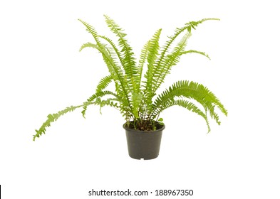 824 Tuberous sword fern Images, Stock Photos & Vectors | Shutterstock