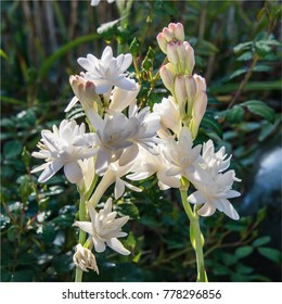 Tuberose Flower Garden Verneuilsurseine Yvelines France Stock Photo ...