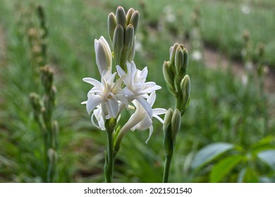 Tuberose Flower Under The Summer Sun