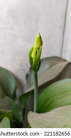 Tuberose Flower Will Bloom And Beautiful