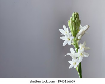 Tuberose flowers and buds with copy space
