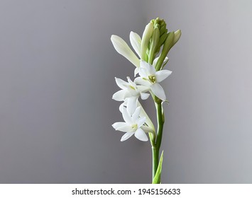 Tuberose flowers and buds isolated against gray background