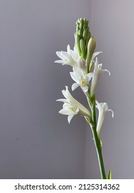 Tuberose flowers and buds isolated against gray background, with copy space
