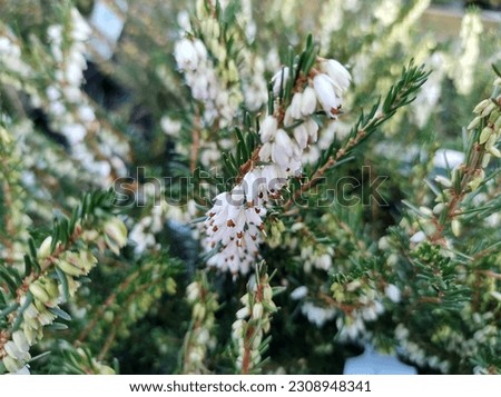 Tubular white flowers and green foliage of heather Erica x darleyensis f. albiflora 'Silberschmelze'