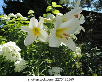 Tubular white lily Lilium Regale Album.