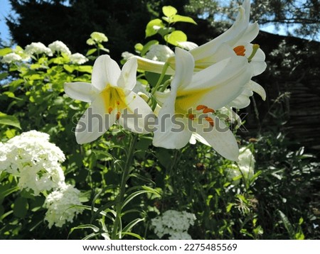 Tubular white lily Lilium Regale Album.
