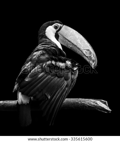 Similar – Image, Stock Photo the crow Beautiful Zoo