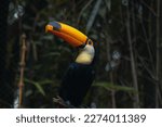 Tucano-toco isolated bird Ramphastos toco close up portrait eating fruit in the wild Parque das Aves, Brasil - Birds place park in Brasil Brazil Toco-Toucan Toucan toucano-toco
