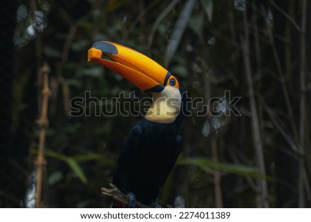 Tucano-toco isolated bird Ramphastos toco close up portrait eating fruit in the wild Parque das Aves, Brasil - Birds place park in Brasil Brazil Toco-Toucan Toucan toucano-toco Foto stock © 