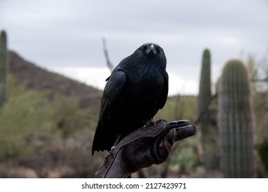 TUCSON, ARIZONA - DECEMBER 5, 2013: Chihuahuan Raven Trickster, A Black Crow In The Family Corvidae, Native To U.S. And Mexico, At The Arizona-Sonora Desert Museum.