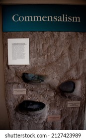 TUCSON, ARIZONA - DECEMBER 5, 2013: Display Of Commensalism With Scorpions, Tarantulas And Snakes In Underground Burrows Of Prairie Dogs, At The Arizona-Sonora Desert Museum