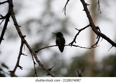 TUCSON, ARIZONA - DECEMBER 5, 2013: A Black Hummingbird (Family Trochilidae), Sitting On Tree Branches, In The Walk-in Aviary At The Arizona-Sonora Desert Museum.