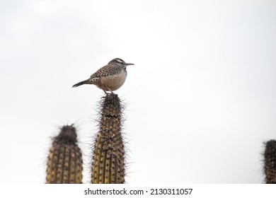 TUCSON, ARIZONA - DECEMBER 5, 2013: A Cactus Wren (Campylorhynchus Brunneicapillus), Found In The Deserts Of The Southwest, And The State Bird Of Arizona, At The Arizona-Sonora Desert Museum.