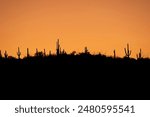 Tucson arizona desert with orange sky and saguaro cacti silhouette