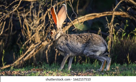 Tucson, Arizona Sonoran Desert Jackrabbit