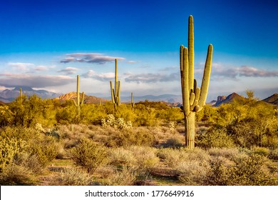 Tucson Cactus Desert On Wild Outdoor