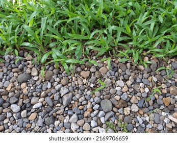 Tuesday Morning Fresh And Nature From Couple Of Grass And Small Stone 