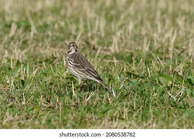 Tuff Bellied Pipit Is On The Grass Field