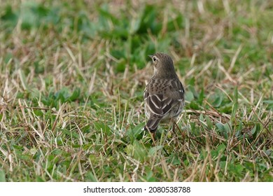 Tuff Bellied Pipit Is On The Grass Field