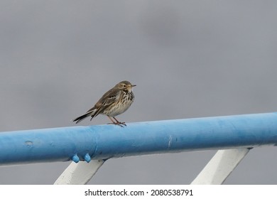 Tuff Bellied Pipit Is On The Grass Field