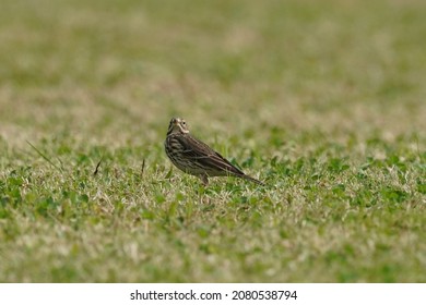 Tuff Bellied Pipit Is On The Grass Field