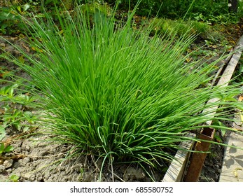 a tuft of grass