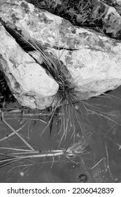 A Tuft Of Grass Growing In Between The Rocks Along The Creek In A Black And White Monochrome.