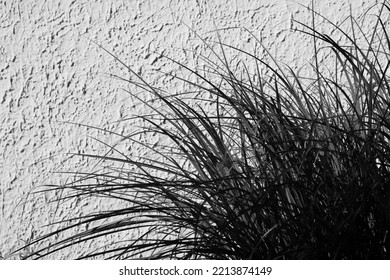 Tuft Of Grass Growing In Front Of The Building Wall In A Black And White Monochrome.