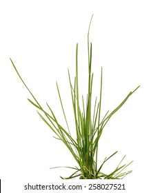 Tuft Of Grass On White Background.