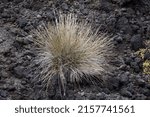 a tuft of sharp grass on a volcanic rock