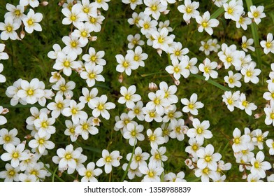 Tufted Alpine Saxifrage Many White Flowers