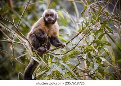 Tufted capuchin monkey in Amazonia in Peru - Powered by Shutterstock