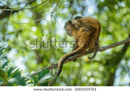 Tufted capuchin monkey with baby in the Amazon rainforest