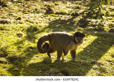 Tufted Capuchin (Sapajus Apella)