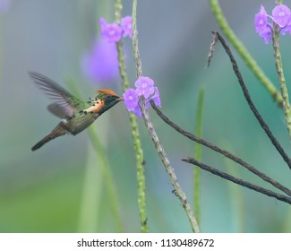 A Tufted Coquette Feeds At A Flower In Trinidad