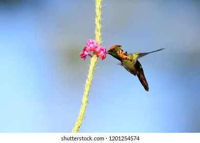 A Tufted Coquette Feeds On A Pink Vervain Flower.