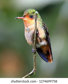 Tufted Coquette, Female Trinidad