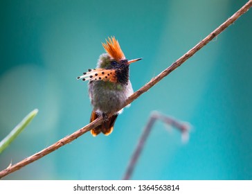 Tufted Coquette Hummingbird, Male