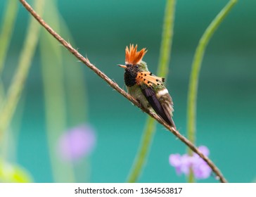 Tufted Coquette Hummingbird, Male