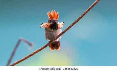 Tufted Coquette Hummingbird, Male