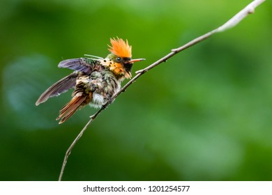 Tufted Coquette Stretching And Fluffing On A Branch.