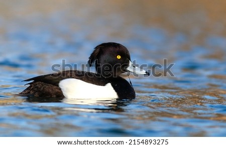 Tufted Duck, Aythya fuligula male